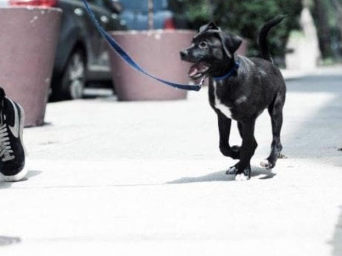 cuánto tiempo pasean los paseadores de perros