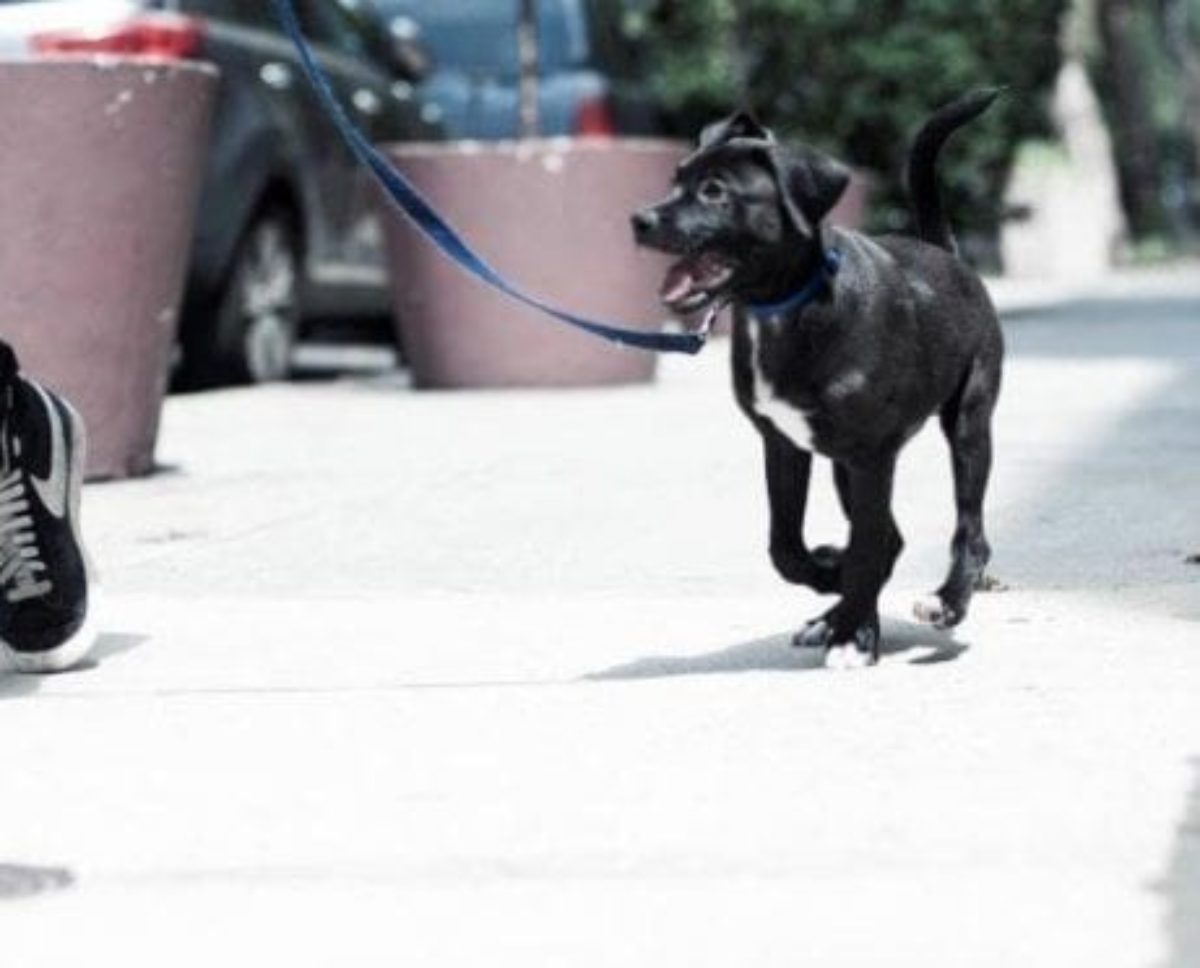 cuantos perros puede pasear un paseador de perros